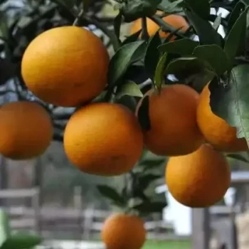 CITRUS sinensis Parson Brown
