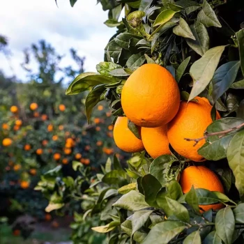 CITRUS sinensis Navelina