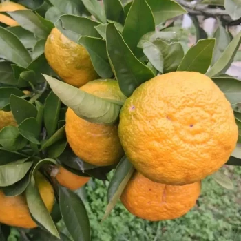 CITRUS unshiu Iwasaki