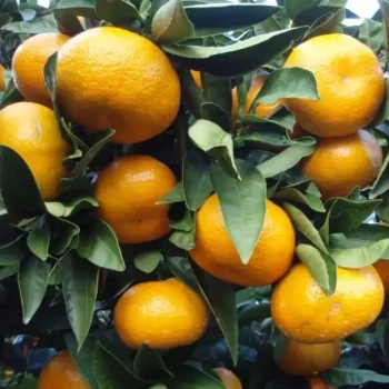 CITRUS unshiu Miyagawa (sur Poncirus)