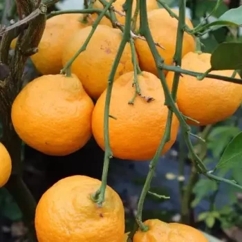 CITRUS unshiu Okitsu