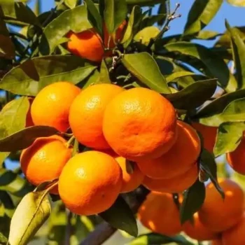 CITRUS unshiu Owari