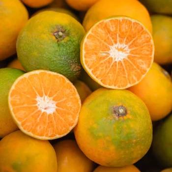 CITRUS unshiu Primosole