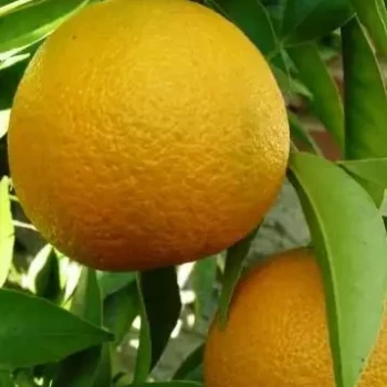 CITRUS x clementina Loretina