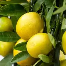 CITRUS x floridana