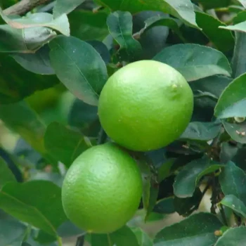 CITRUS x Latifolia