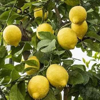 CITRUS x limon Fino