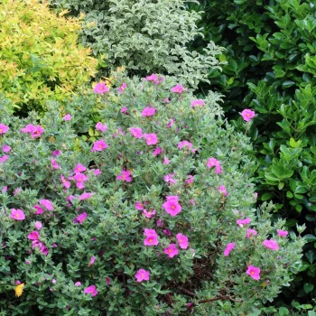 CISTUS x pulverulentus Sunset