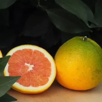 CITRUS x sinensis Cara Cara