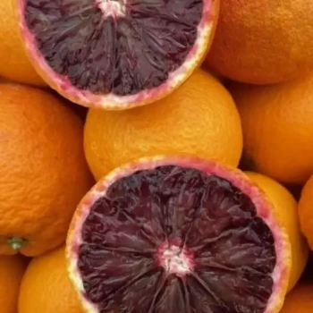 Citrus sinensis Moro
