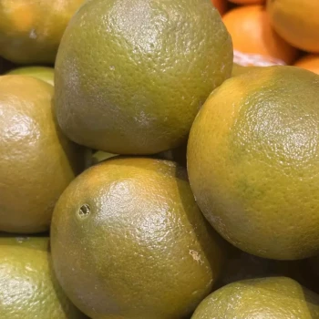 CITRUS x sinensis Navel Chocolat