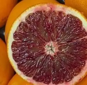 CITRUS x sinensis Tarocco tapi