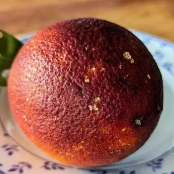 CITRUS x sinensis Violette des Vallées