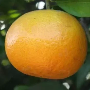 CITRUS x tangelo Early Pride