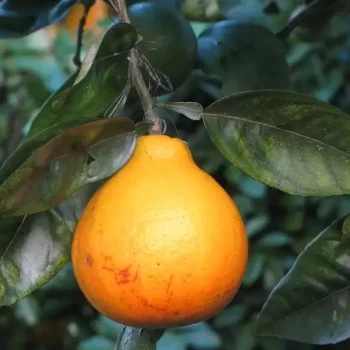 CITRUS x tangor Shiranui