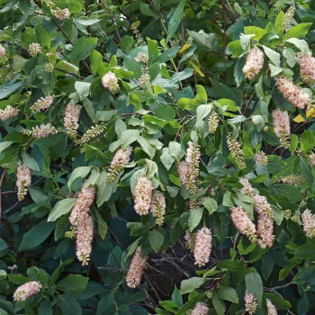 CLETHRA alnifolia