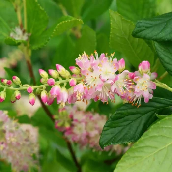 CLETHRA alnifolia Pink Spire