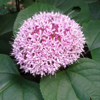 CLERODENDRON bungei