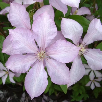 CLEMATIS x Ernest Markham