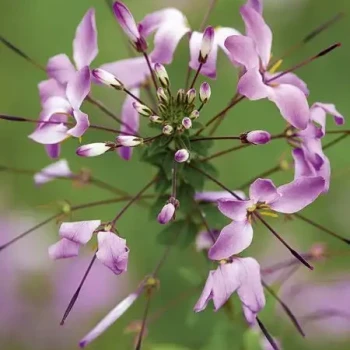 CLEOME hassleriana Senorita Rosalita