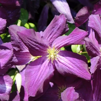 CLEMATIS jackmanii Purpurea