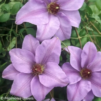 CLEMATIS x Miss Bateman