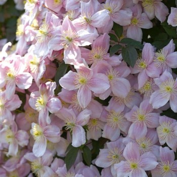 CLEMATIS montana Mayleen