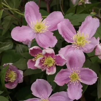 CLEMATIS montana Tetrarose Pink