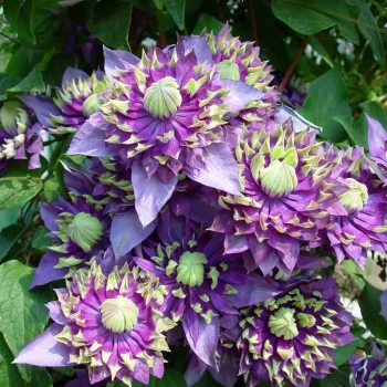 CLEMATIS x Taiga