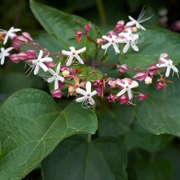 CLERODENDRON trichotomum