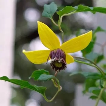 CLEMATIS tibetana Tangutica