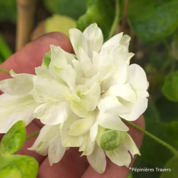 CLEMATIS x Ville de Lyon