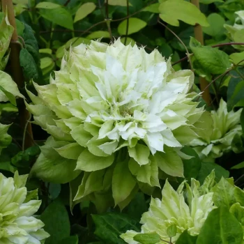CLEMATIS x Fuyu-No-Tabi