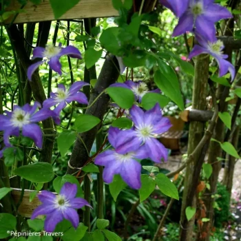 CLEMATIS x viticella Grunwald