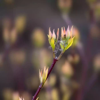 CORNUS alba Aurea
