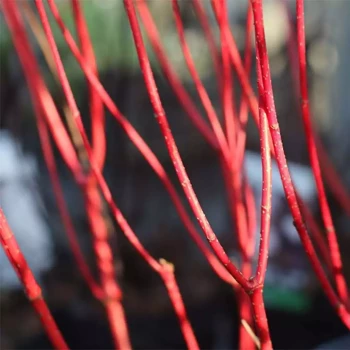 CORNUS alba Bâton Rouge