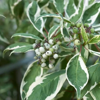 CORNUS alba Elegantissima