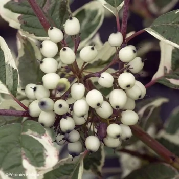 CORNUS alba Sibirica Variegata