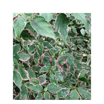 CORNUS alternifolia Pinky Spot