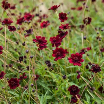 COSMOS atrosanguinea Chocamocha