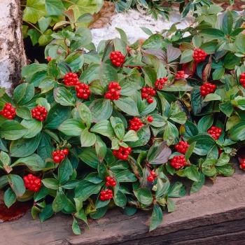 CORNUS canadensis