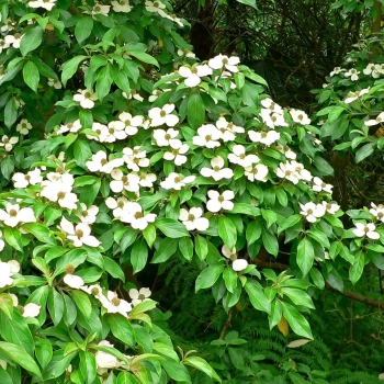 CORNUS capitata