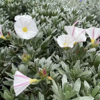 CONVOLVULUS cneorum