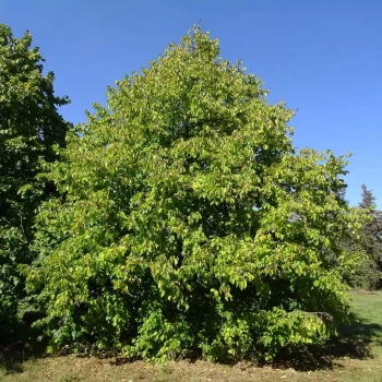 CORYLUS colurna