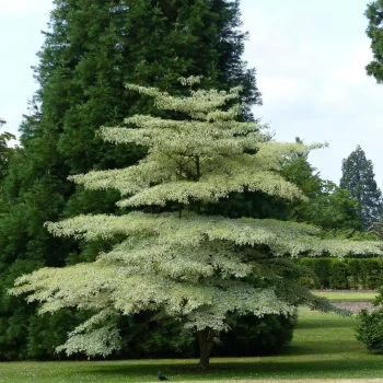 CORNUS controversa Variegata