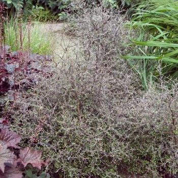 COROKIA cotoneaster