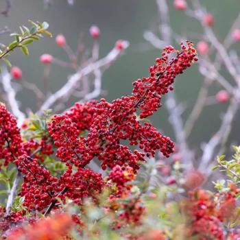 COTONEASTER dammeri Skogholm