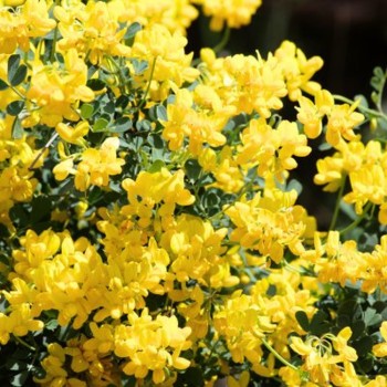 CORONILLA emerus