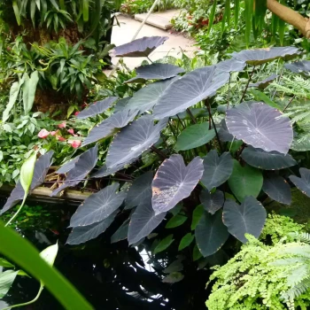 COLOCASIA esculenta Black Magic