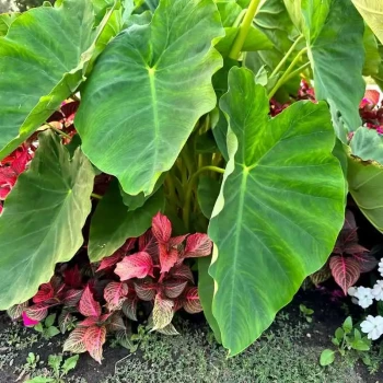 COLOCASIA esculenta Coco